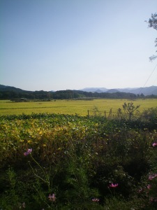Beautiful Korean Countryside @ Gyeongju